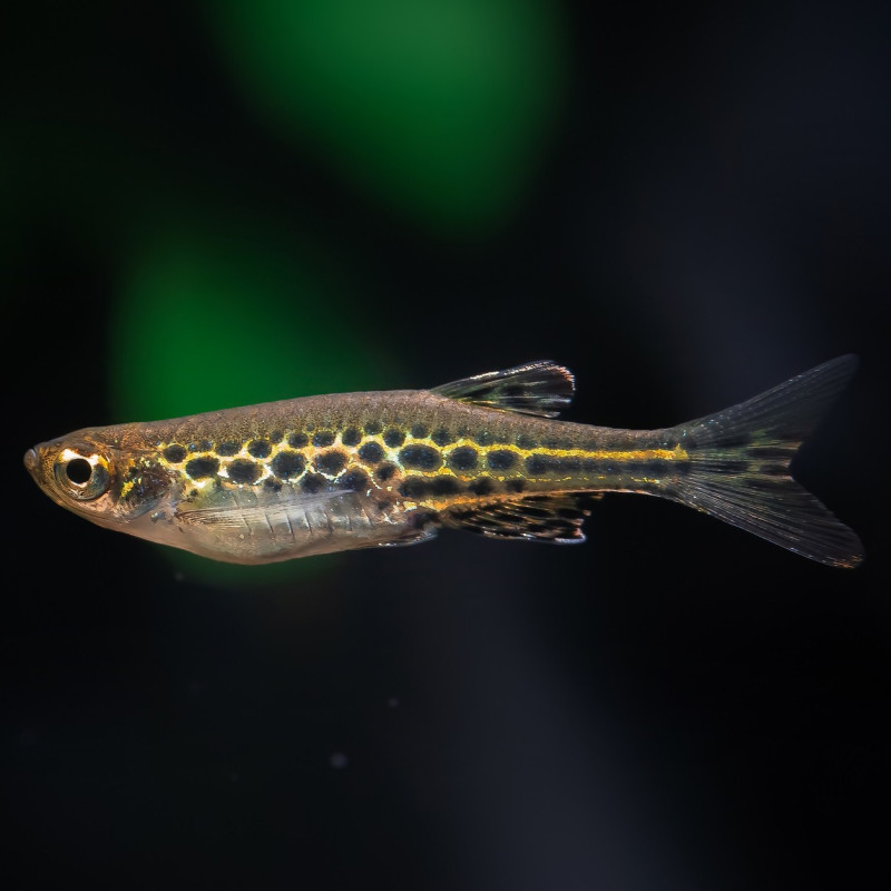 Brachydanio tinwini - Danio de Anel Dourado