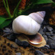 White Wizard Snail - Filopaludina martensi