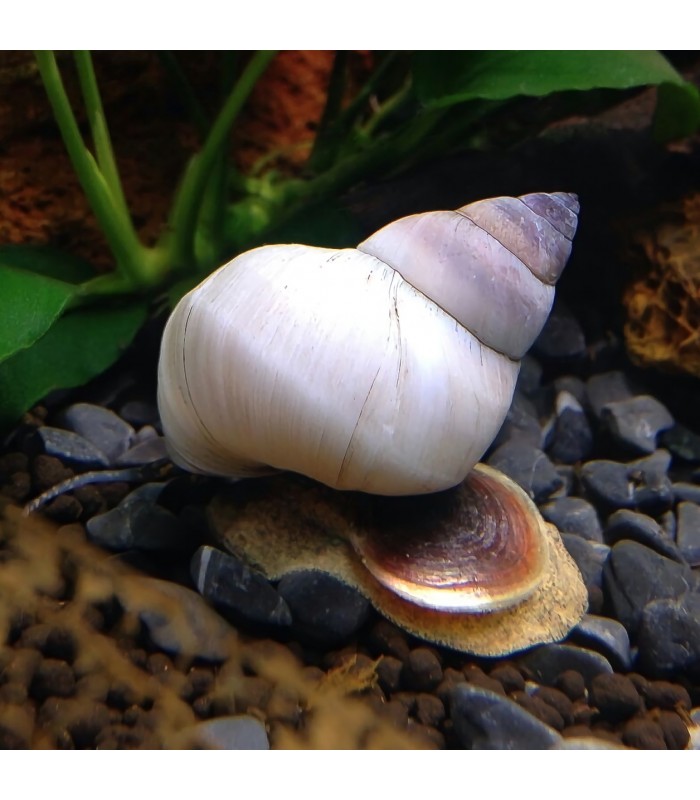 White Wizard Snail - Filopaludina martensi