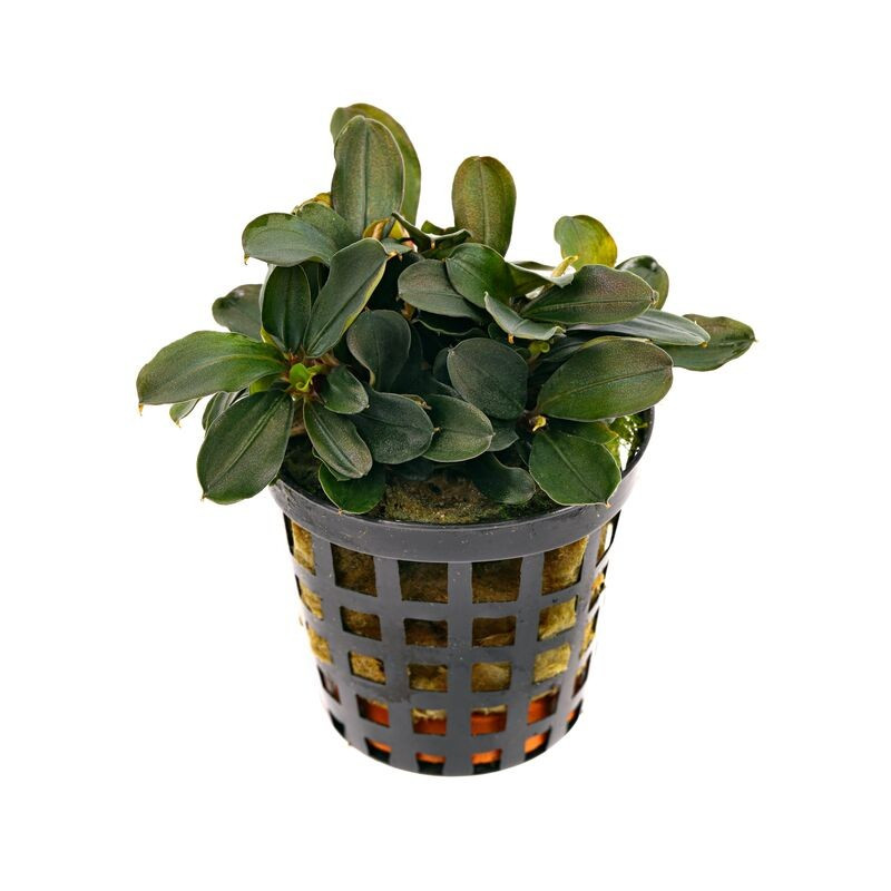 Bucephalandra sp. 'Theia'