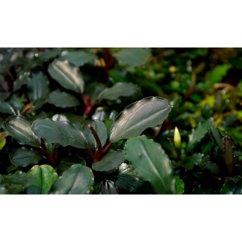 Bucephalandra sp. 'Theia'