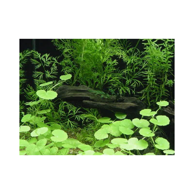 Hydrocotyle leucocephala