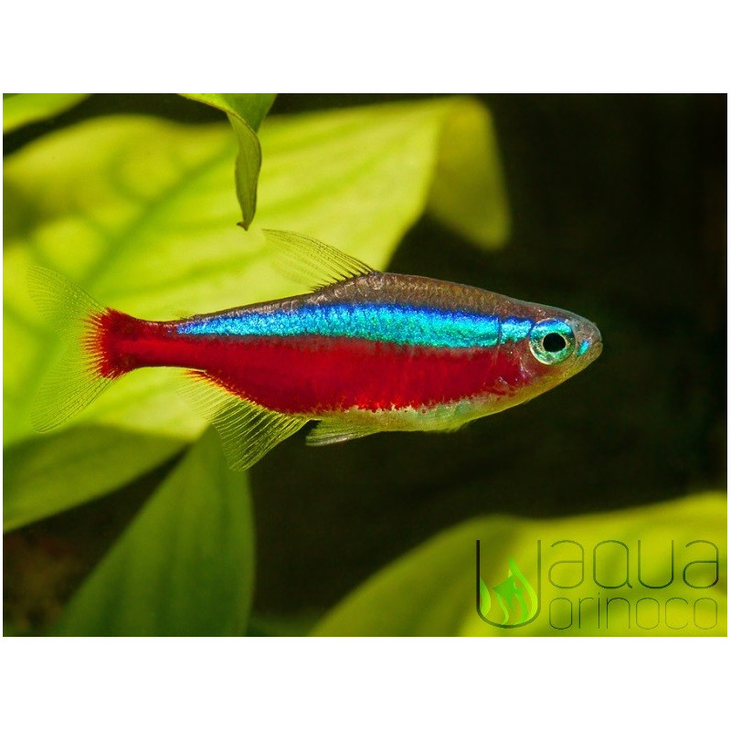 Tetra Cardinal - P. axelrodi L