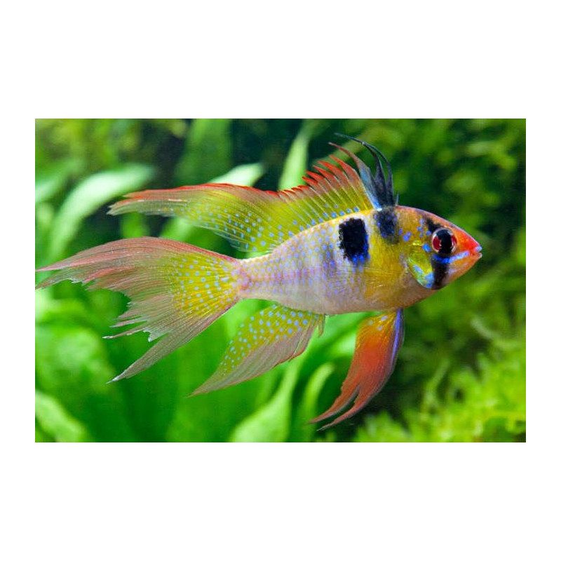 Carnero azul eléctrico - Mikrogeophagus ramirezi M