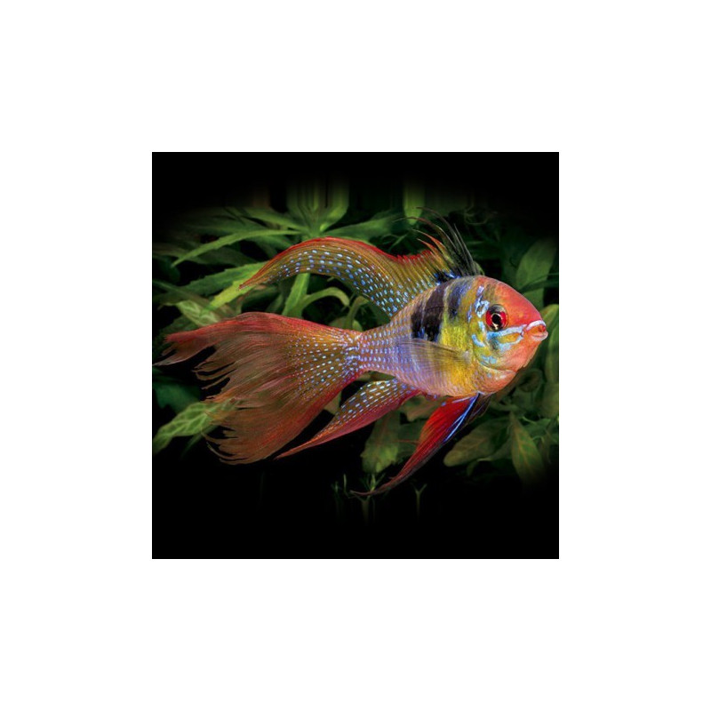 Electric Blue Ram - Mikrogeophagus ramirezi M