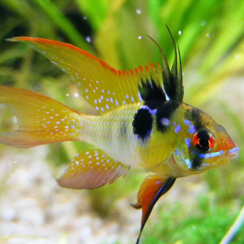 Electric Blue Ram - Mikrogeophagus ramirezi M