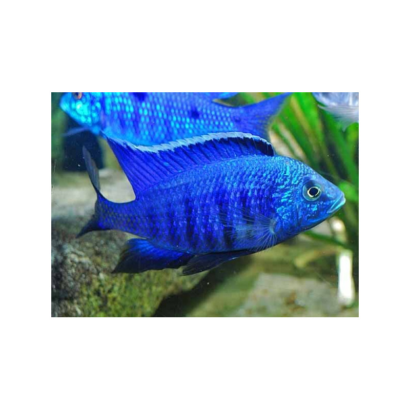 Espada Koi Albino - Xiphophorus helleri