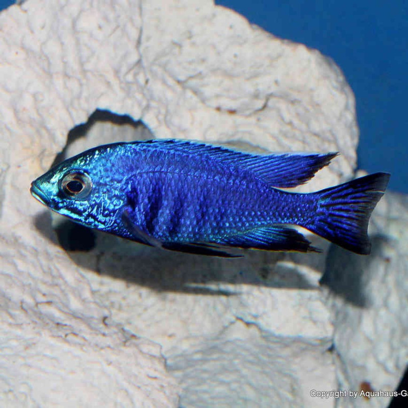Espada Koi Albino - Xiphophorus helleri