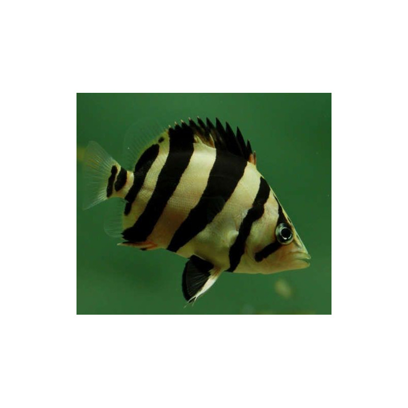 Indonesian Tiger Perch - Datnioides microlepis 3-4 cm