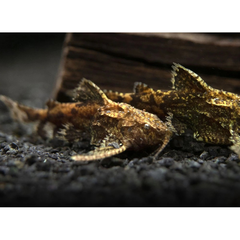 Hara jerdoni - Asian Stone Catfish