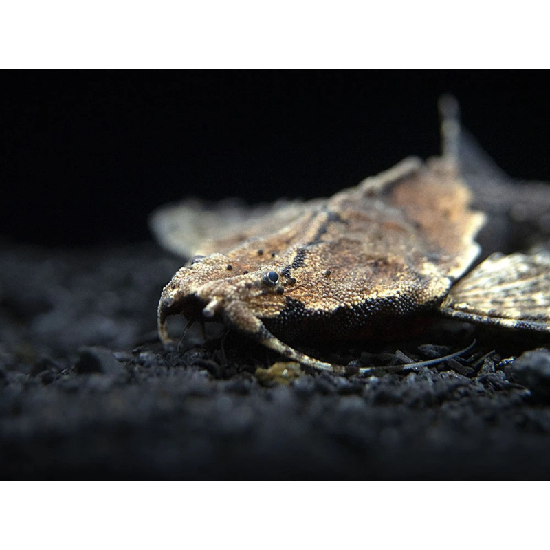 Bunocephalus coracoideus - Banjo Catfish