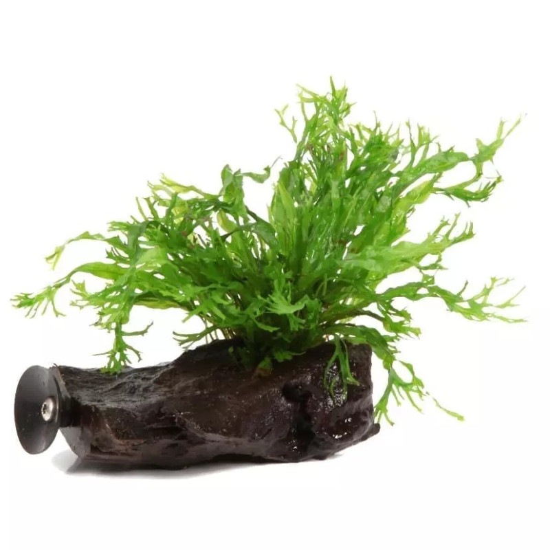 Microsorum pteropus Windelov on wood com ventosa - Tropica