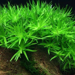 Heteranthera zosterifolia in Vitro