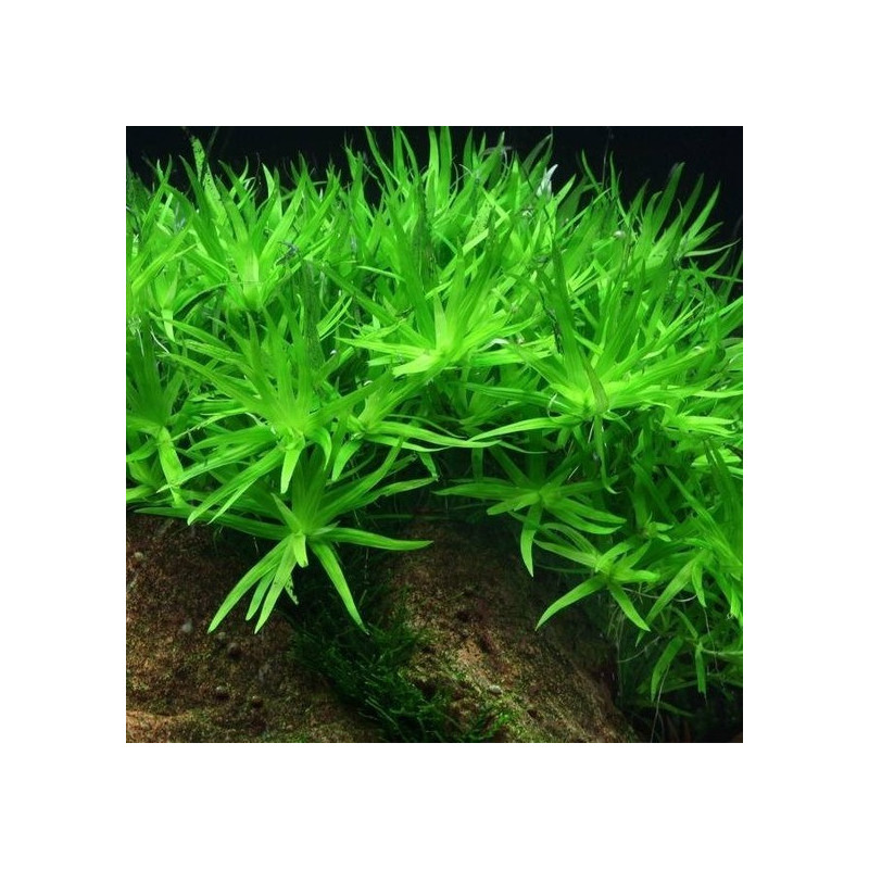 Heteranthera zosterifolia in Vitro