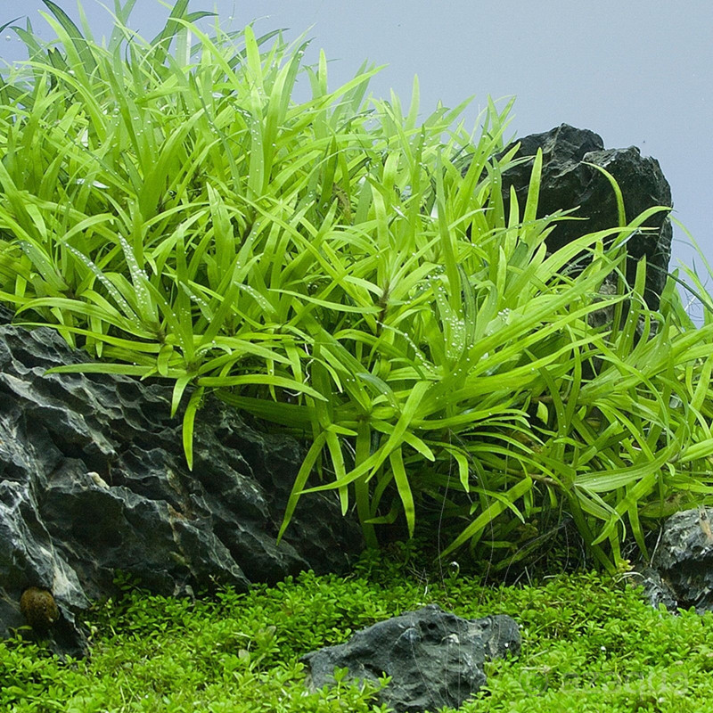 Heteranthera zosterifolia in Vitro