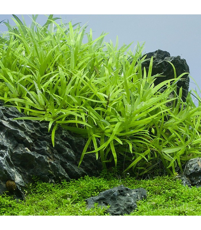 Heteranthera zosterifolia in Vitro