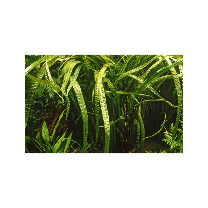 Cryptocoryne crispatula in Vitro