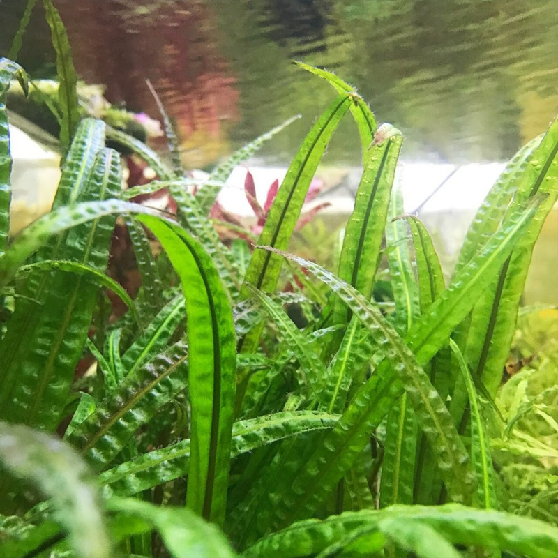Cryptocoryne crispatula in Vitro