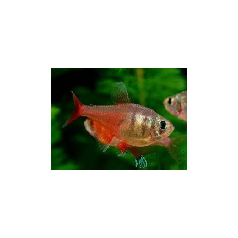 Tetra Flame 2.5cm - Hyphessobrycon flammeus