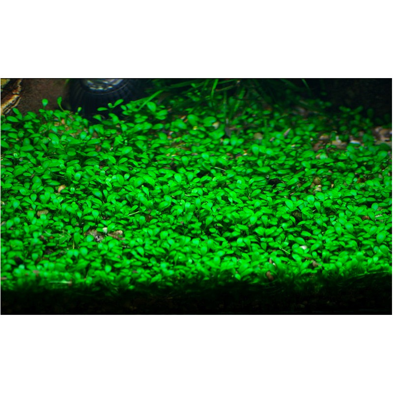 Glossostigma elatinoides