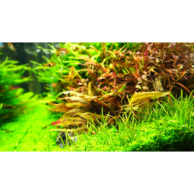 Chihiros A II 451 45cm