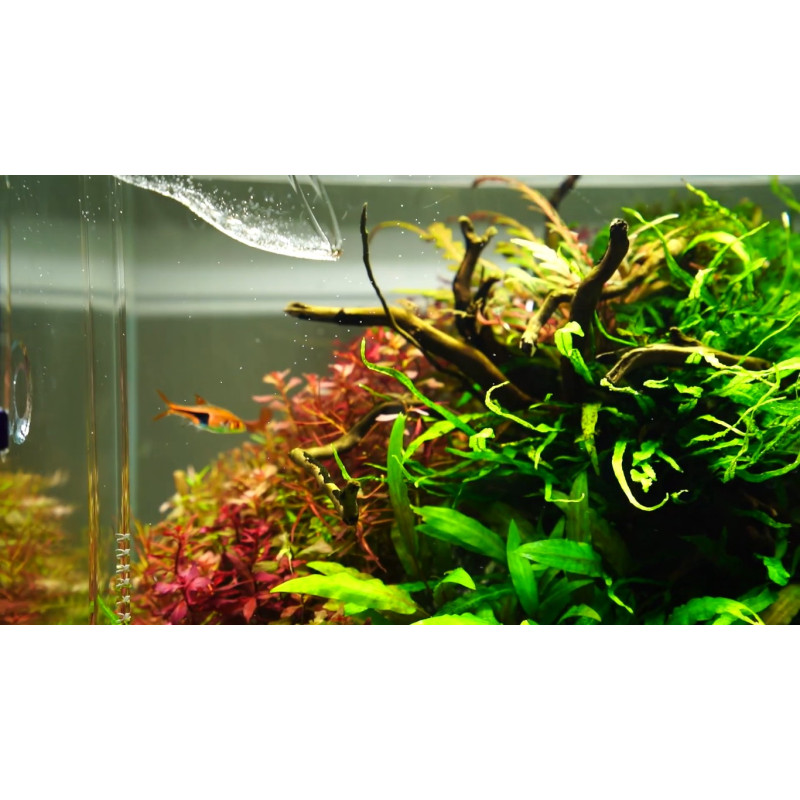 Chihiros A II 451 45cm