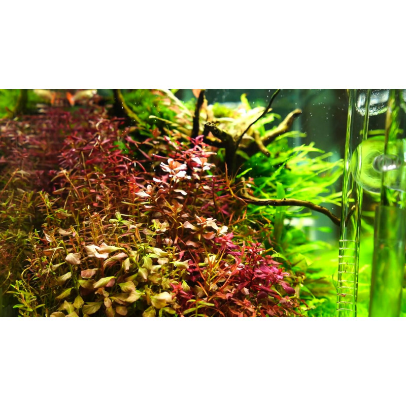 Chihiros A II 601 60cm