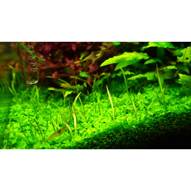 Chihiros A II 801 80cm