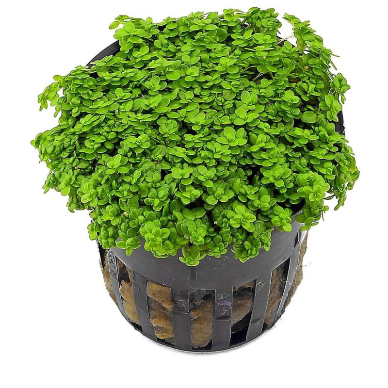 Hemianthus callitrichoides Cuba