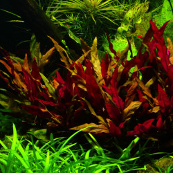 Alternanthera reineckii 'Rosa' Alternanthera reineckii 'Rosa'