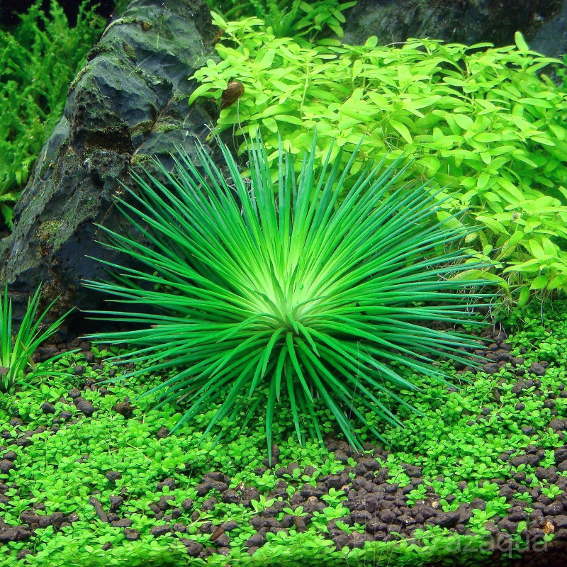 Eriocaulon Cinerum - In Vitro