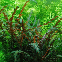 Hygrophila pinnatifida Hygrophila pinnatifida