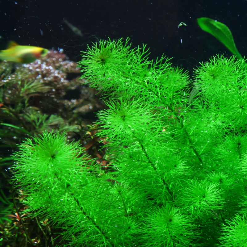 Myriophyllum sp. "Guiana" - In Vitro