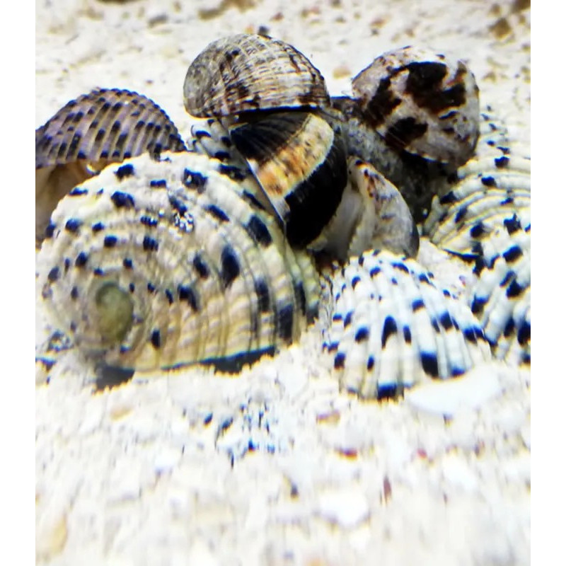 Nerite Turbo - Nerita sp.