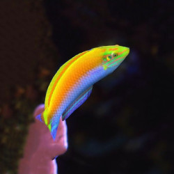 Halichoeres leucoxanthus - Yellow Purple Wrasse Halichoeres leucoxanthus - Yellow Purple Wrasse