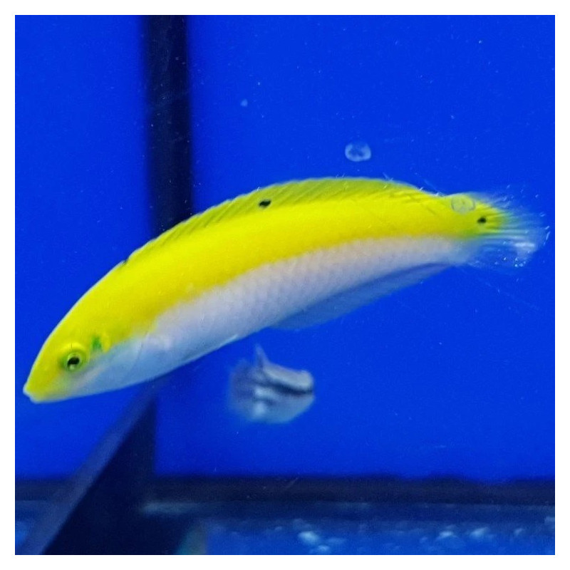 Halichoeres leucoxanthus - Yellow Purple Wrasse