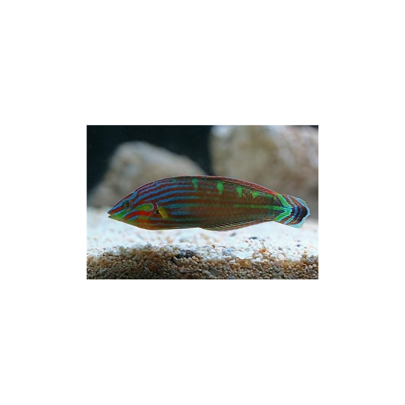 Halichoeres marginatus - Dusky Wrasse