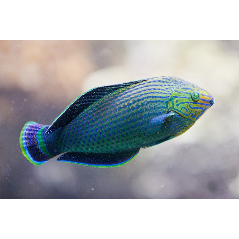 Halichoeres marginatus - Dusky Wrasse
