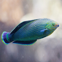 Halichoeres marginatus - Dusky Wrasse Halichoeres marginatus - Dusky Wrasse