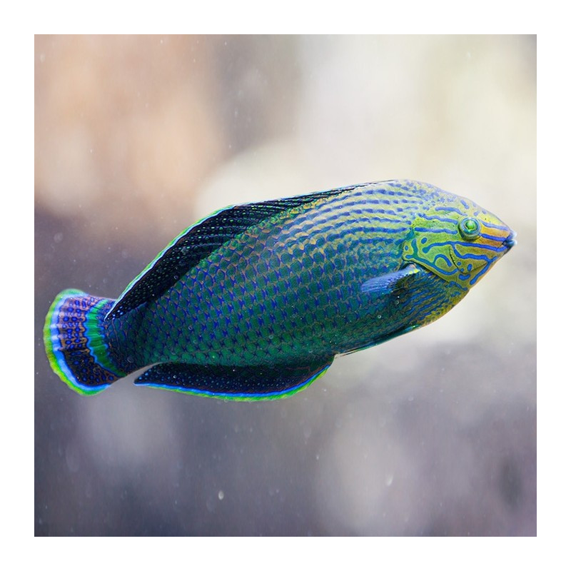 Halichoeres marginatus - Dusky Wrasse