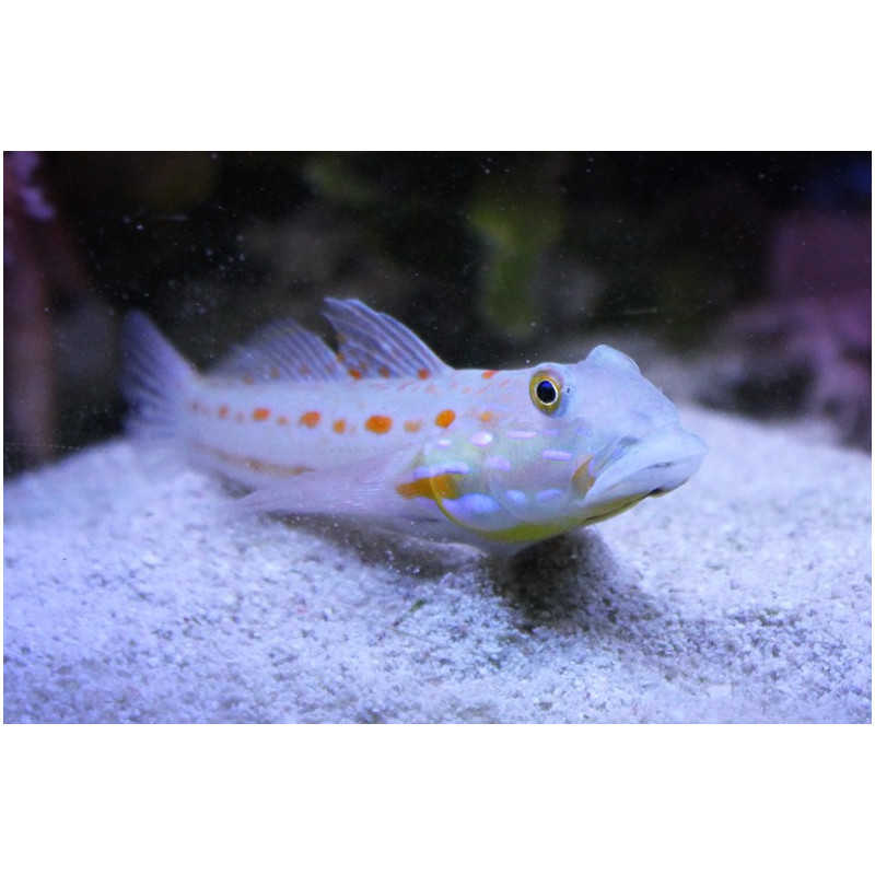 Valenciennea puellaris