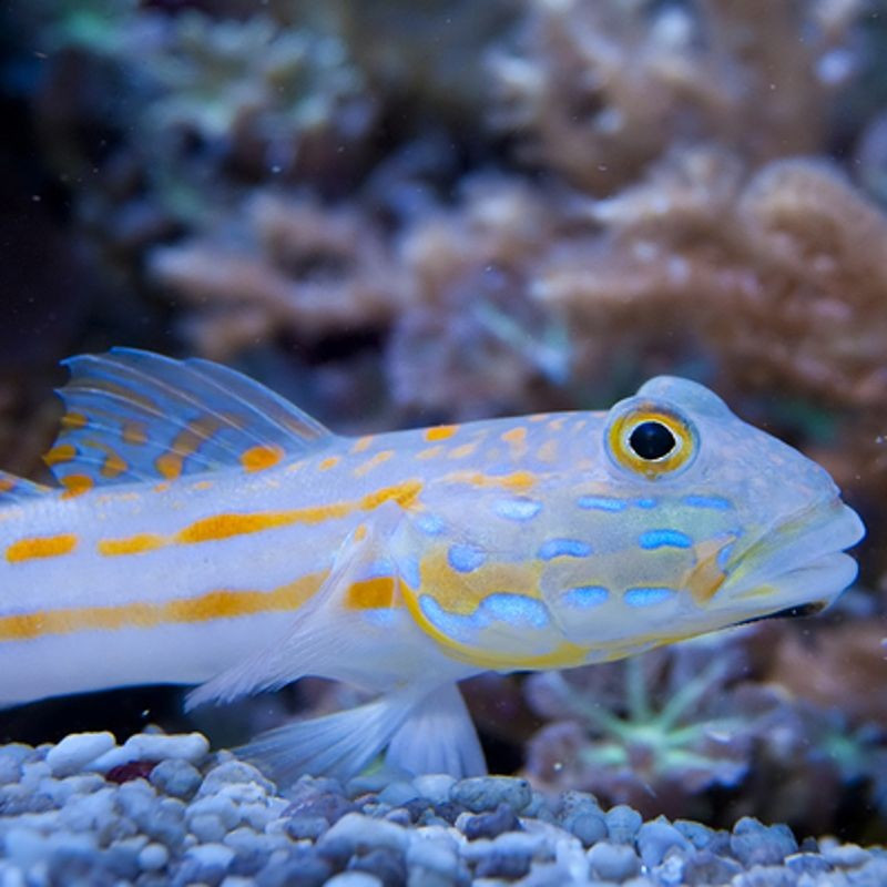 Valenciennea puellaris Valenciennea puellaris