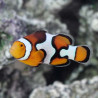 Amphiprion percula, Picasso Clownfish Par L