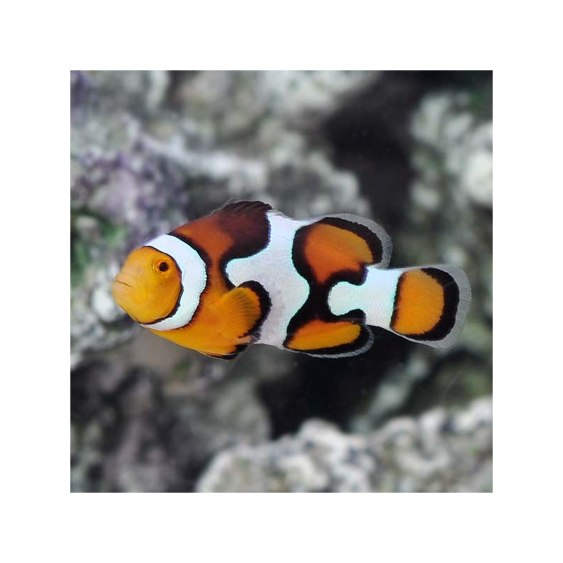 Amphiprion percula, Picasso Clownfish Par L