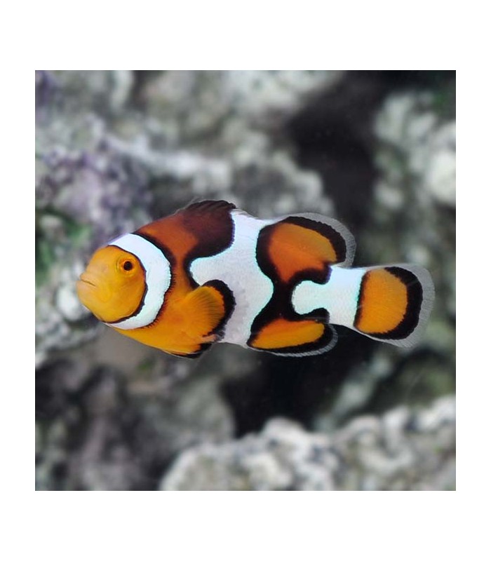 Amphiprion percula, Picasso Clownfish Par L