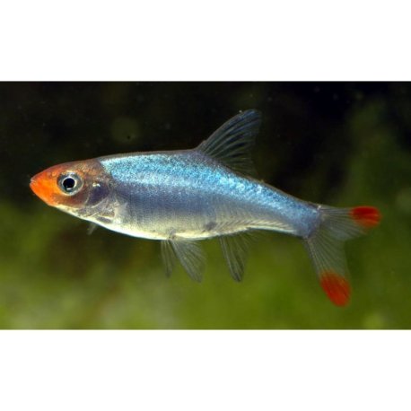 Sawbwa resplendens - Asian Rummy-nose