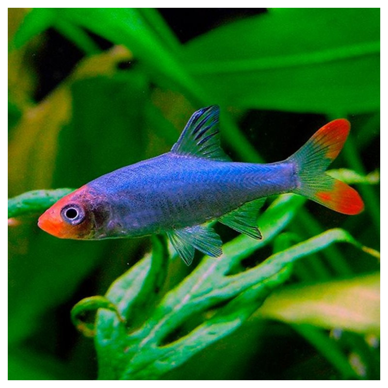 Sawbwa resplendens - Asian Rummy-nose