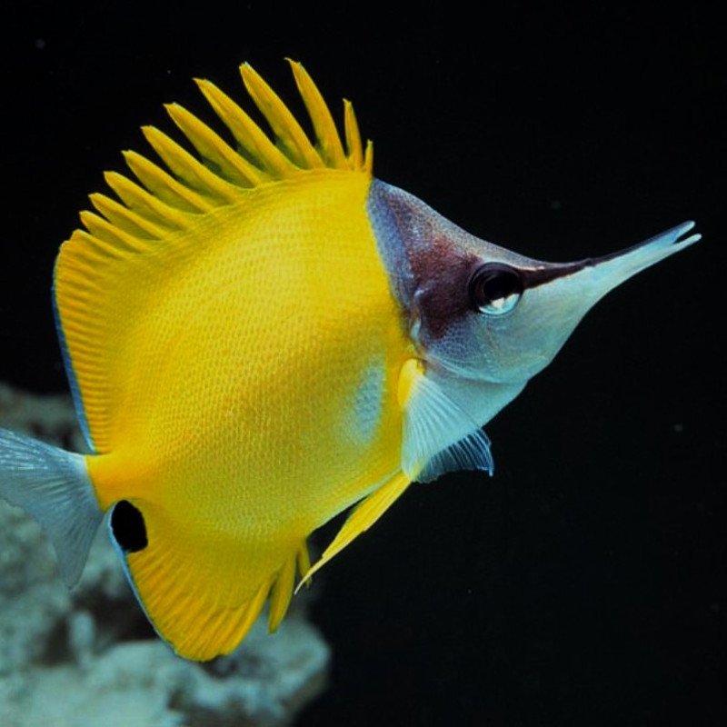 Forcipiger flavissimus - Yellow Longnose Butterflyfish