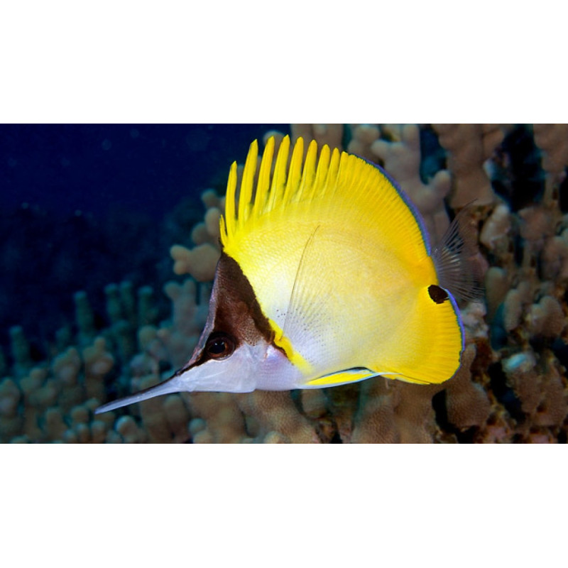 Forcipiger flavissimus - Yellow Longnose Butterflyfish Forcipiger flavissimus - Yellow Longnose Butterflyfish