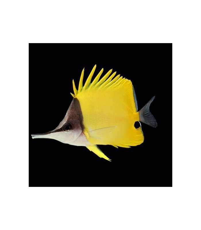 Forcipiger flavissimus - Yellow Longnose Butterflyfish